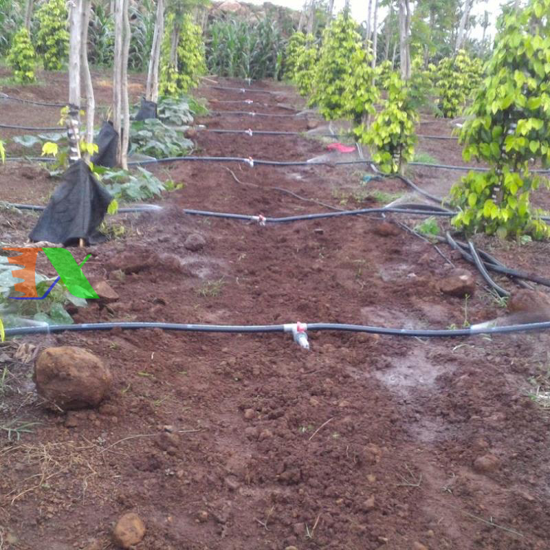 Dây tưới LDPE phi 20